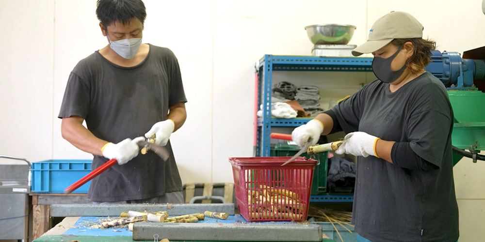 西表糖業株式会社【黒糖づくり・箱詰め（短期）(西表島)【1人1部屋寮完備／経験不要／渡航費用の補助有】】の求人募集画像