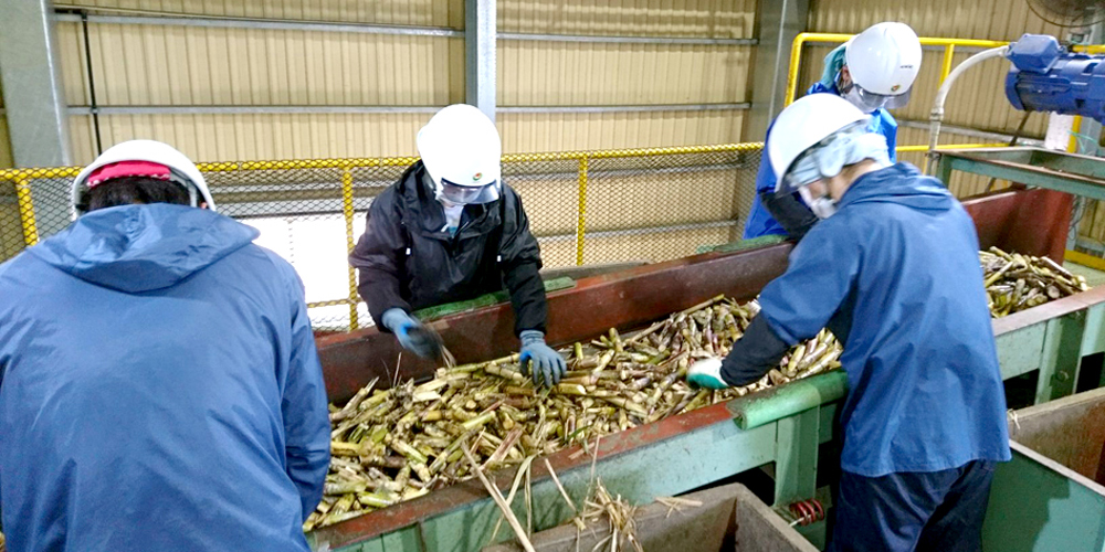 YUIME 株式会社 沖縄支社【短期製糖工場の作業スタッフ（波照間島）【個室寮（新築・Wi‐Fi完備・3食付き）】】の求人募集画像